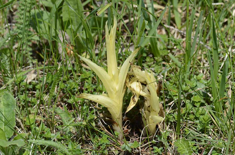 Pianta parassita?   Da id.